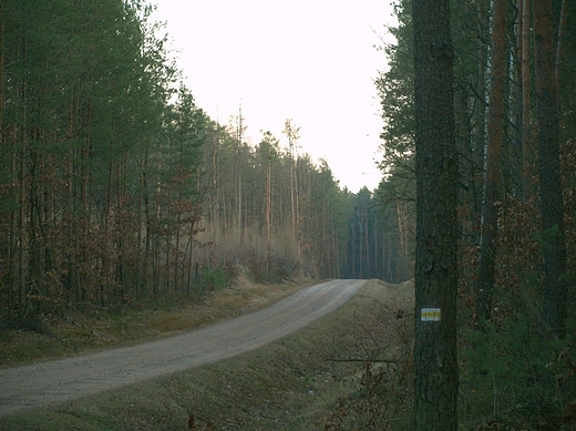 Puszcza Kozienicka