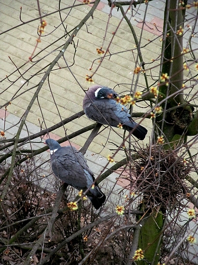 Pracowite gobki