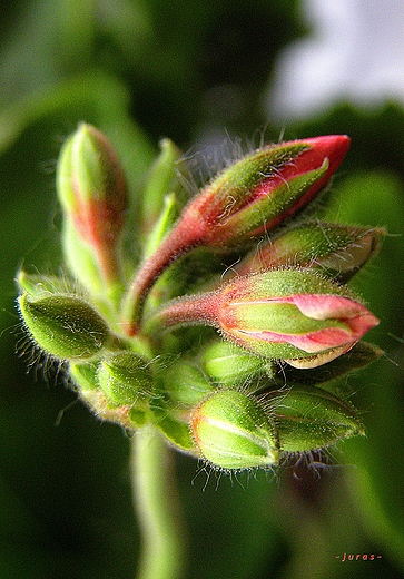 PELARGONIA   - ZACZYNA KWITN