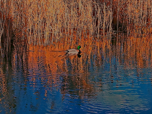 Szamotuy - Jezioro Jezirko