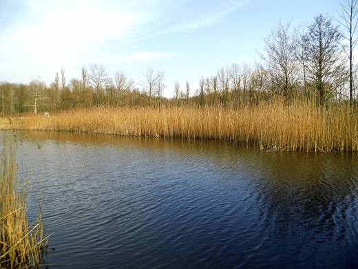 Rezerwat przyrody Bagno Pogorzel