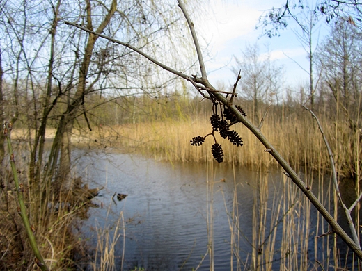 Rezerwat przyrody Bagno Pogorzel