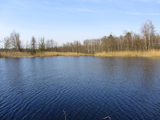 Rezerwat przyrody Bagno Pogorzel