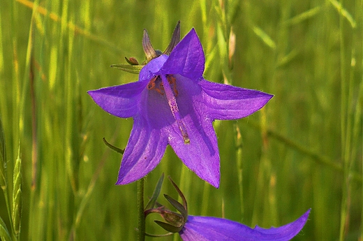 Campanula