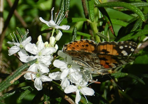 Rusaka osetnik