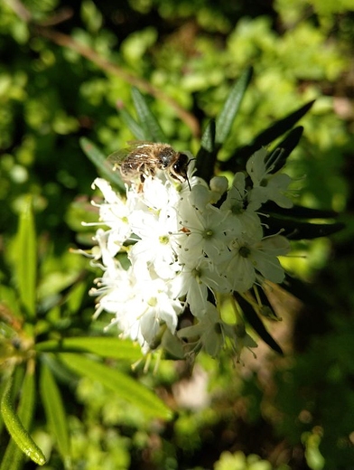 Pszczoa na kwiatach bagna zwyczajnego