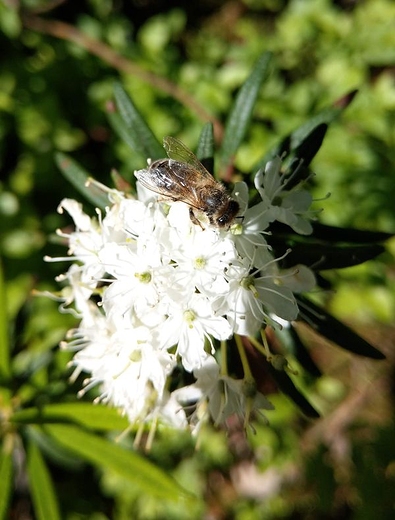 Pszczoa na kwiatach bagna zwyczajnego