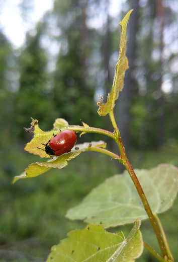 Przyapany na posiku