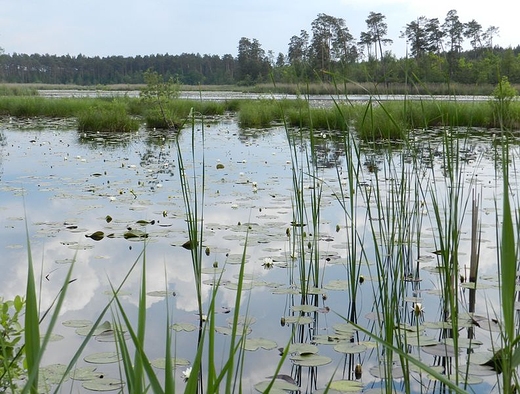 Staw Piskornik