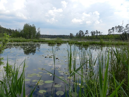 Staw Piskornik