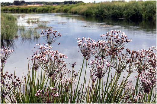 nad rzek Narew.