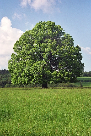 Beniowa - sawna lipa