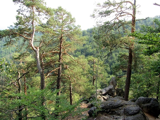 Widok z gry Chojnik