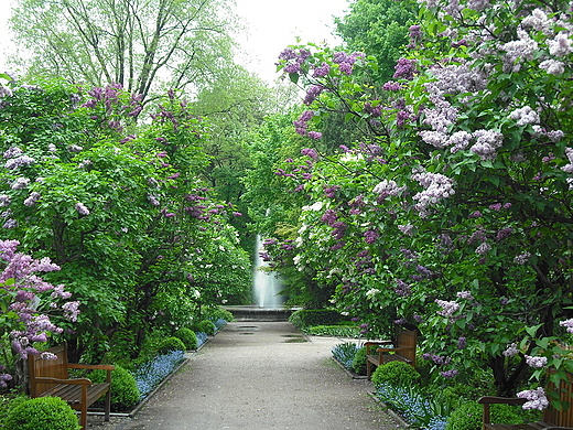 Ogrd Botaniczny w Warszawie.