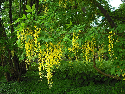 Ogrd Botaniczny w Warszawie.