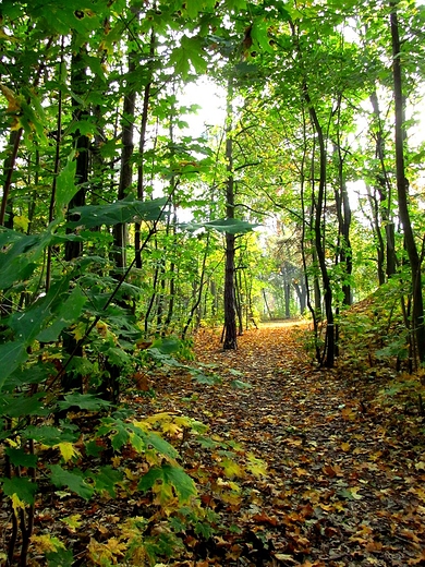 Leśna ścieżka jesienią