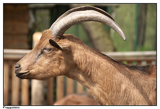 Przygodzice - Zajazd Grecznik - Mini Zoo