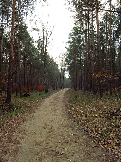 Drog przez las