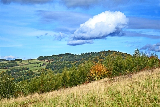 Oboki nad Grzywack Gr.