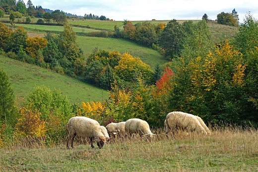 Luny wypas owiec. Ostatnie widoki przed zejciem z zielonego szlaku.