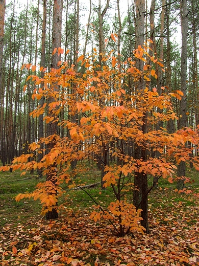 Pomaraczowo w lesie