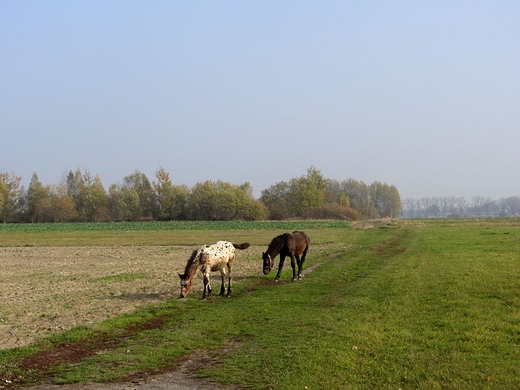 Wolność