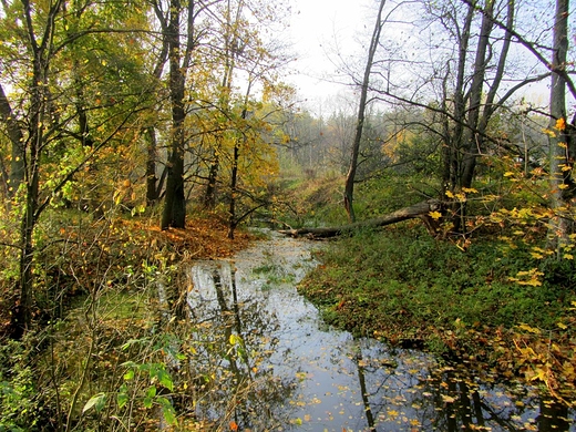 Nad rzek Mieni