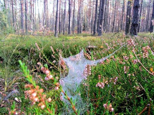 Jesie w peni. Okolice Miska Mazowieckiego