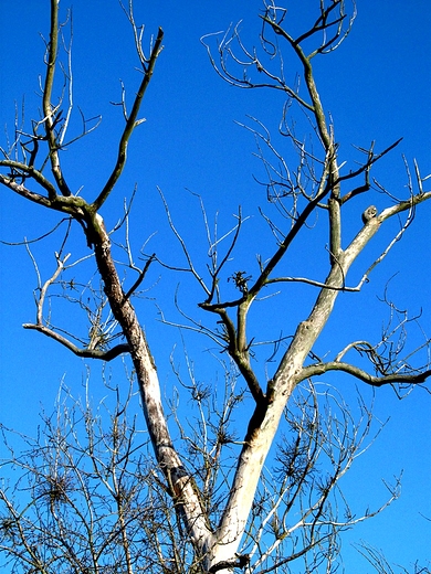 Martwe drzewo