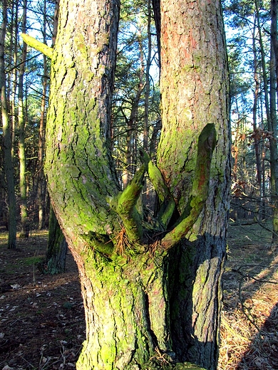 Drzewo z rogami