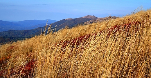 Trawy na stoku