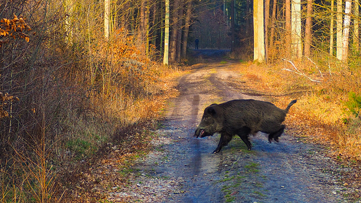 Puszcza Kozienicka