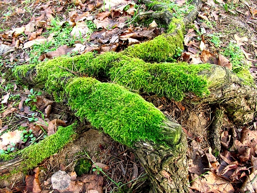 Wystajce z ziemi korzenie