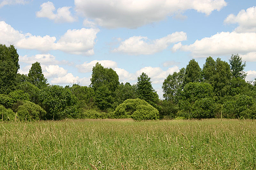 Puszcza Kampinoska