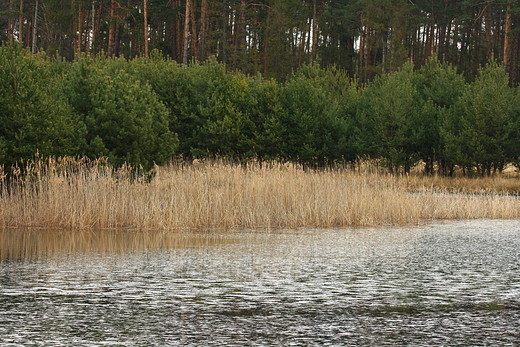 staw Siewniok
