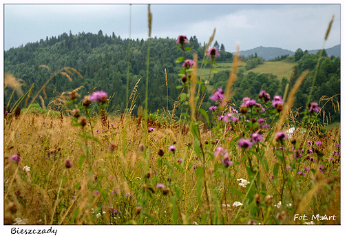 Bieszczady - agodne, poronite trwawami pasma grskie