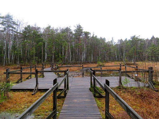 Przedwionie w rezerwacie przyrody Godzikowe Bagno