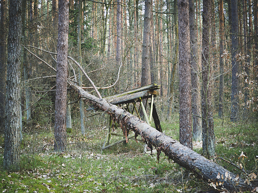 Puszcza Kozienicka