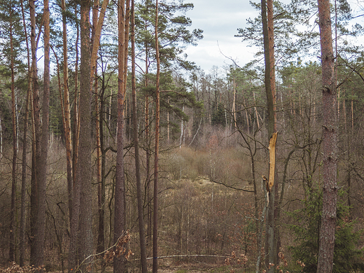 Puszcza Kozienicka