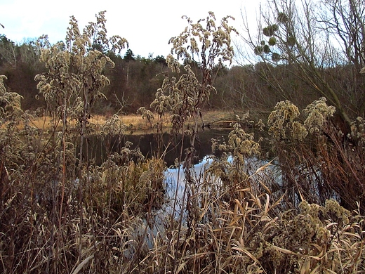 Szuwary nad stawem