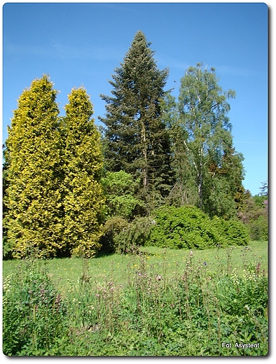 Ogrd Dendrologiczny w Przelewicach