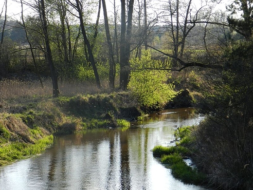 Rzeka Bukowa