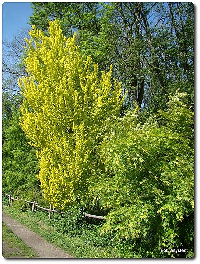 Ogrd Dendrologiczny w Przelewicach