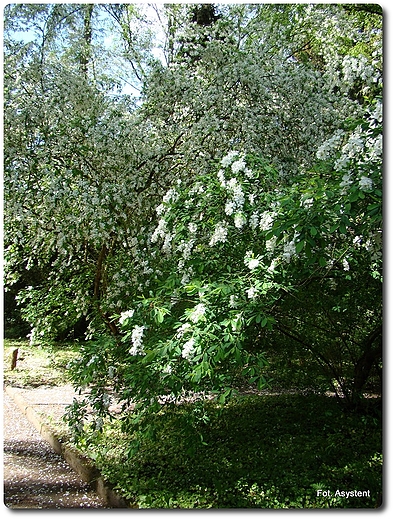 Ogrd Dendrologiczny w Przelewicach