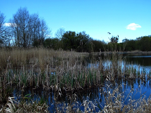 Szuwary nad stawem