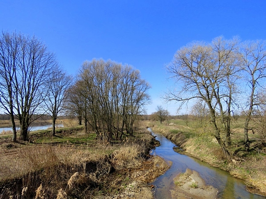 Przyroda nad Mieni budzi si ze snu