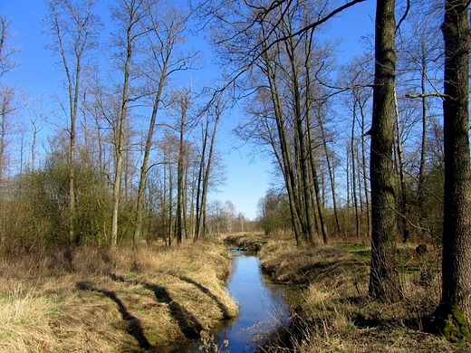 Wiosna nad Mieni