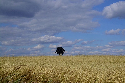 Panorama pola nieopodal wsi Bzite w gminie Krasnystaw