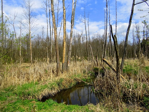 Rezerwat przyrody Przeom Witwki