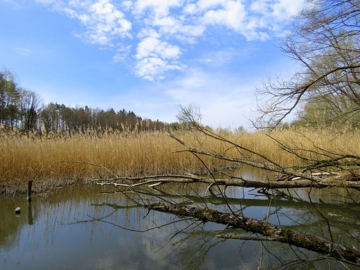 Rezerwat przyrody Przeom Witwki